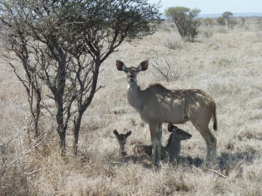 Ryszarda Łucja Jagielska - Afryka Park Krugera