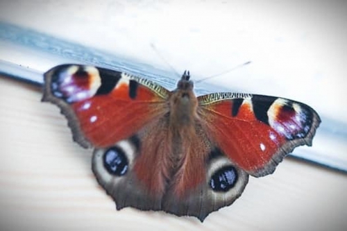 4 Obudziliśmy motyla foto Adam Rutkowski